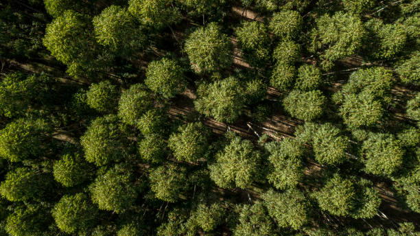 ユーカリプランテーションの空中捕獲 - landscape aerial view lumber industry agriculture ストックフォトと画像