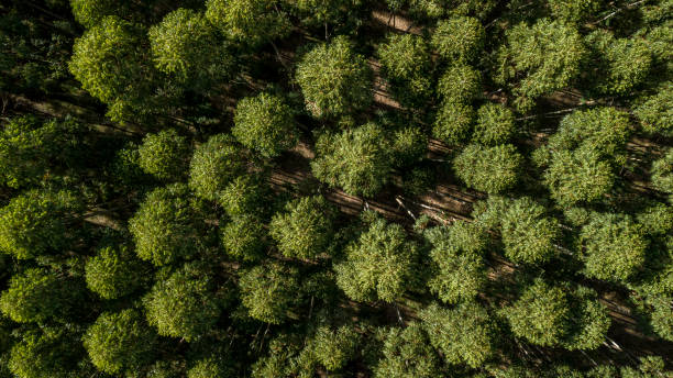 воздушный захват плантаций эвкалипта - landscape aerial view lumber industry agriculture стоковые фото и изображения