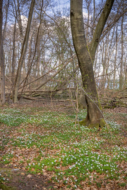 istock Wood anemones in early spring 1316249603