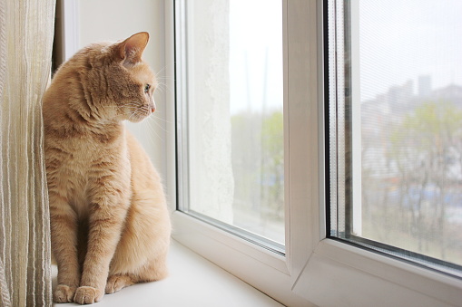 A red cat sitting on the windowsill and looking out the window. The life of pets.