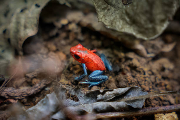 istock Poison Dart Frog in Costa Rica 1316250543