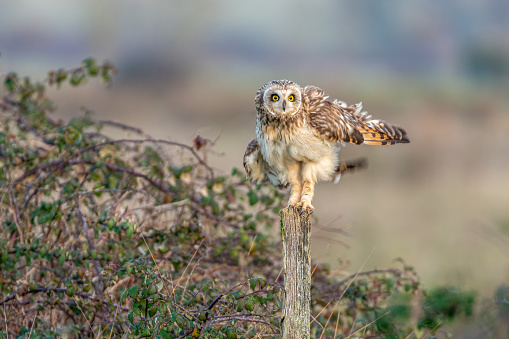 A bird of prey, the Short-eared owl (Asio flammeus), from the Strigidae family, ruffling feathers and stretching long legs while preening on an old wooden fence post