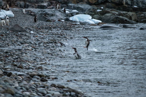 tres pingüinos gentoo adultos (pygoscelis papúa) regresan a tierra con un chapuzón en la playa rocosa donde están otros pingüinos - pebble gentoo penguin antarctica penguin fotografías e imágenes de stock