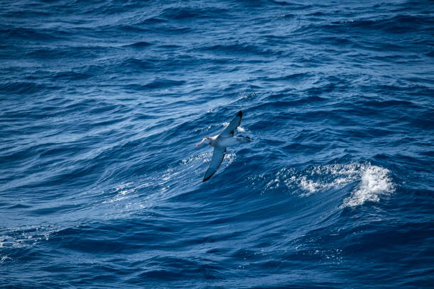 istock A young wandering albatross (Diomedea exulans) glides low over dark-blue seas 1316252214