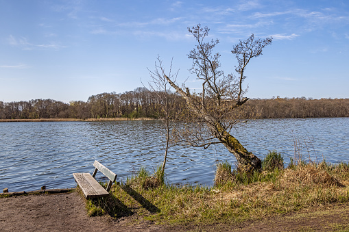 Bench and tree beside a lake called Lyngby Sø, a lake which is part of a large wetland that is a popular recreational area north of Copenhagen