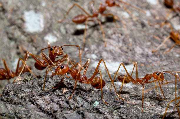 istock Close up small red ants on brown dry twig 1316252399