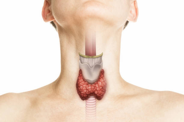 istock Thyroid gland in human body on white. 1316252973