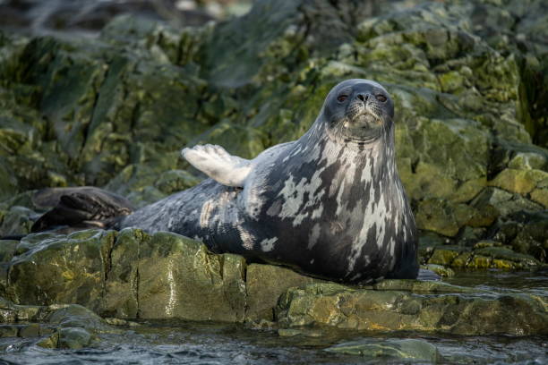 istock A Weddell seal (Leptonychotes weddellii) raises its head from its resting place on algae-green rocks 1316253261