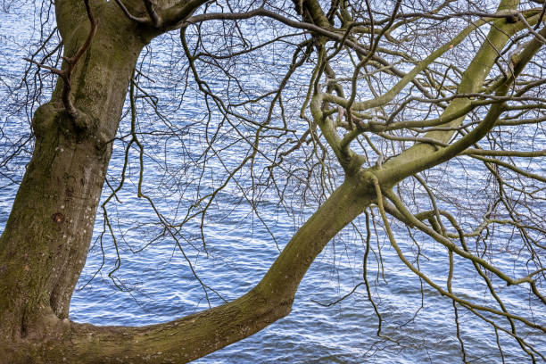 Beech tree in early spring with a lake called Furesø in the background. The lake is one of the largest fresh water lakes in Denmark and its surroundings is a popular public park situated north of Copenhagen
