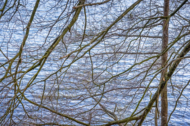 Beech tree in early spring with a lake called Furesø in the background. The lake is one of the largest fresh water lakes in Denmark and its surroundings is a popular public park situated north of Copenhagen