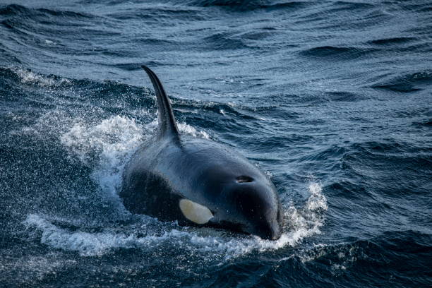 istock An orca whale (Orcinus orca) breaks the surface to breathe on a windy late-afternoon 1316255613