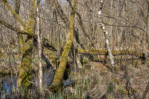 Fallen tree in a swamp area at Lyngby Åmose, a public park and bog area north of Copenhagen, which are an popular nature area and a unique sort of nature type in Denmark