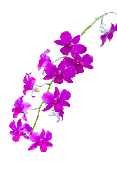 istock Beautiful Orchid flower on white background, focus selective. 1316256272
