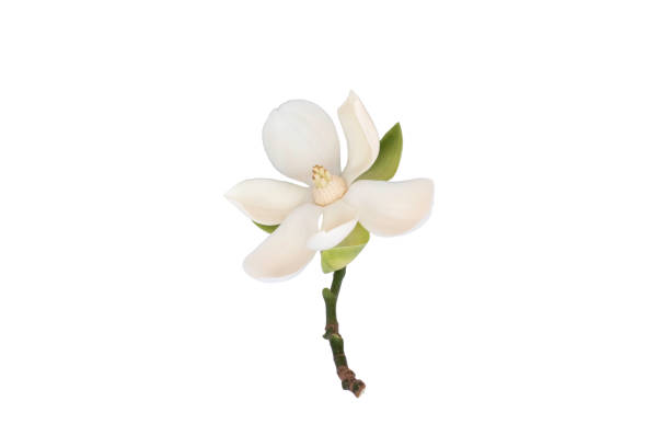 flor magnólia branca (magnólia grandiflora) em fundo branco isolado. chamado evergreen magnolia, bull bay, bull bay magnolia, laurel magnolia e loblolly magnolia, com caminho de recorte. - evergreen magnolia - fotografias e filmes do acervo