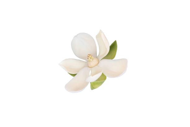 weiße magnolienblüte (magnolia grandiflora) auf isoliertem weißen hintergrund. evergreen magnolia, bull bay, bull bay magnolia, laurel magnolia und loblolly magnolia, mit clipping-pfad. - evergreen magnolia stock-fotos und bilder