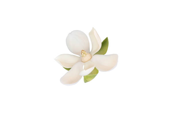 flor magnólia branca (magnólia grandiflora) em fundo branco isolado. chamado evergreen magnolia, bull bay, bull bay magnolia, laurel magnolia e loblolly magnolia, com caminho de recorte. - evergreen magnolia - fotografias e filmes do acervo