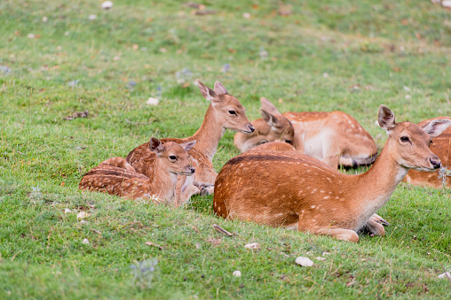 Baby fallow deer with its mum in the grass