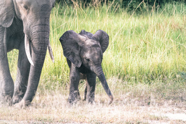 baby elephant with mother walking on east african grassland