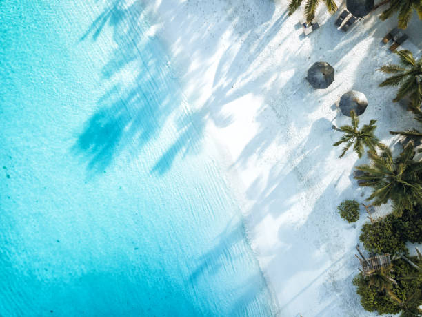 istock drone view on white beach of tropic zanzibar 1316257595
