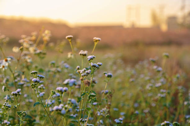 istock Spring blossom background. Beautiful nature scene with blooming 1316259022