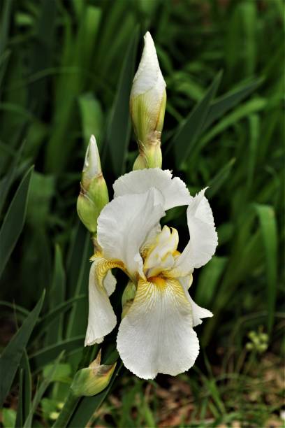 istock White Bearded Iris and Buds on Green Background 1316259195