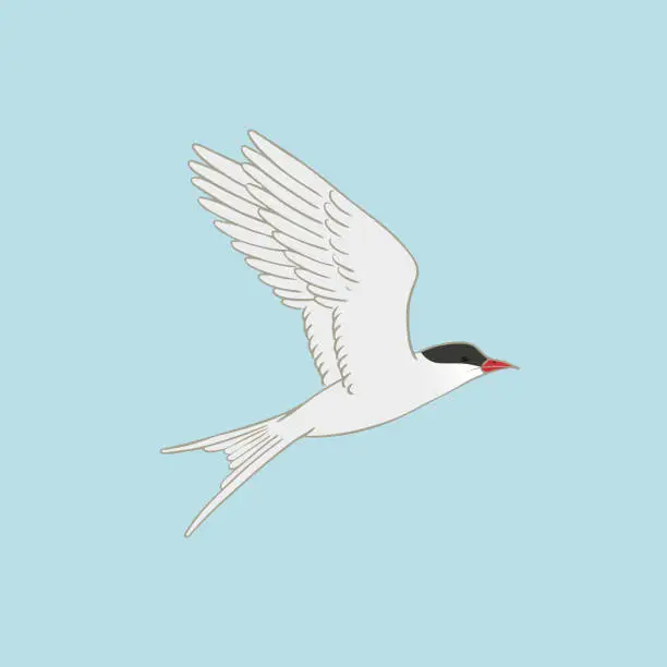Vector illustration of Arctic tern vector illustration on blue background. Flying white bird with red beak