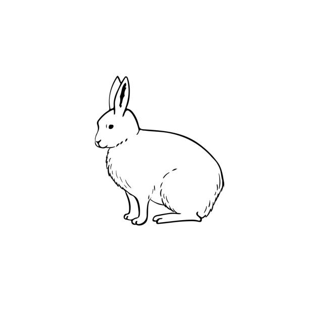 Tundra Animals Clip Art Illustrations, Royalty-Free Vector Graphics & Clip  Art - iStock