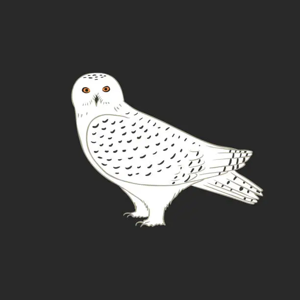 Vector illustration of Polar owl illustration on dark background. White or snowy owl realistic vector