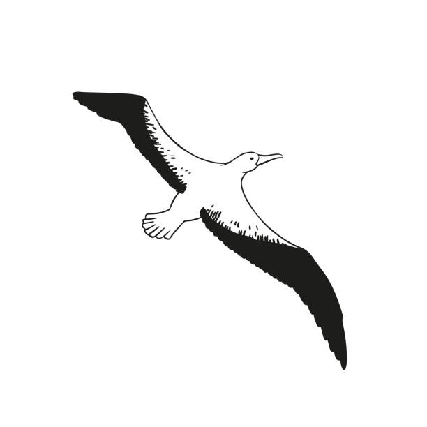 illustrazioni stock, clip art, cartoni animati e icone di tendenza di vettore albatro volante. illustrazione di uccelli marini in bianco e nero su sfondo bianco - albatross