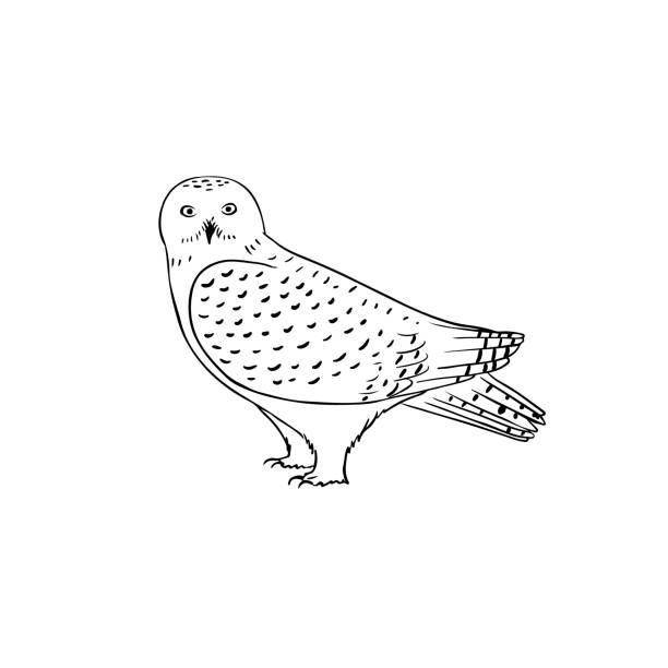 weiße schneeeule vektor-illustration isoliert auf weißem hintergrund. polar eule umrisszeichnung - owl snowy owl snow isolated stock-grafiken, -clipart, -cartoons und -symbole