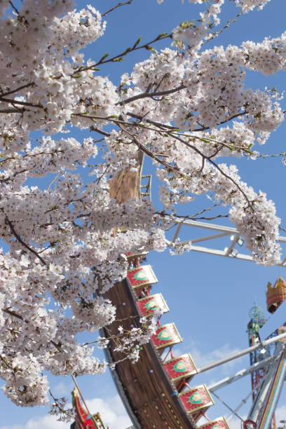 istock pendulum ride with Cherry Blossom in amusement park. 1316260618