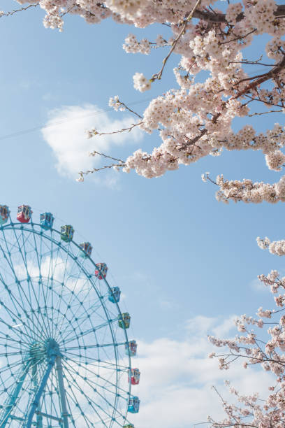 istock Ferris wheel with cherry blossoms on blue sky background. 1316260637