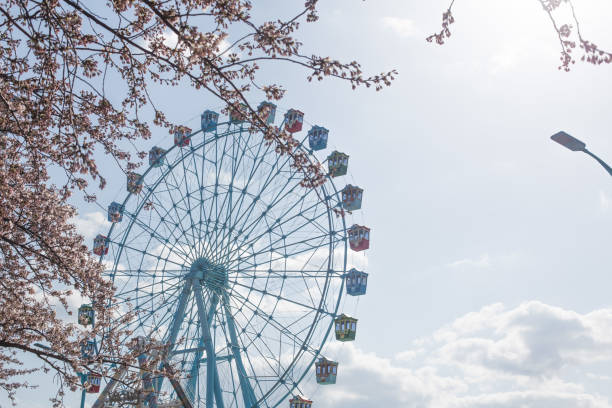 istock Ferris wheel with cherry blossoms on blue sky background. 1316260677