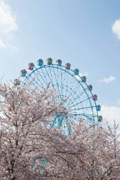 istock Ferris wheel with cherry blossoms on blue sky background. 1316260749