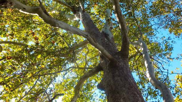 istock Ancient sycamore tree with gorgeous foliage and thick branches.Wonderful tree grows in park of Crimea. 1316260983