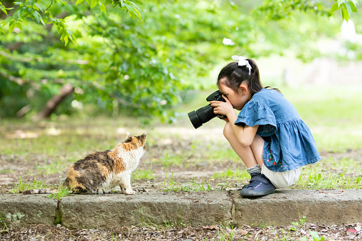 Girl take the cat photos in a single-lens reflex camera