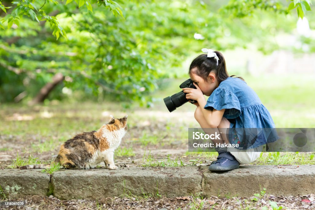 Girl take the cat photos in a single-lens reflex camera Camera - Photographic Equipment Stock Photo