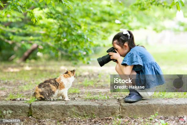 Girl Take The Cat Photos In A Singlelens Reflex Camera Stock Photo - Download Image Now