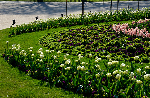 Tree roses in the historic are in a metal spiral supporting structure. ornamental flower beds with hyacynts, tulips and bulbs in the shape of a circle, ellipses, just watered with a mobile sprinkler, hyacinth, tulipa, rosa