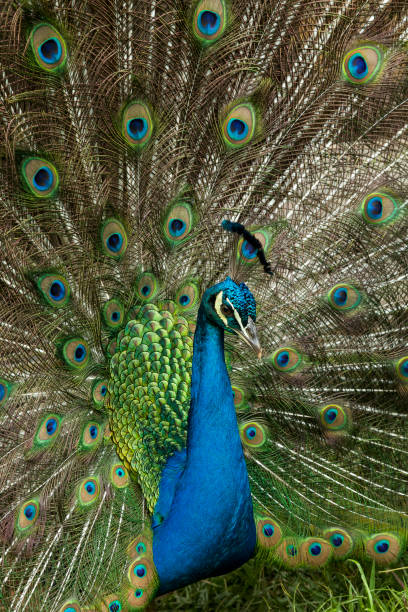 Nature - A beautiful male peacock with an open tail.