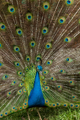 Nature A Beautiful Male Peacock With An Open Tail Stock Photo - Download Image Now - iStock Nature A Beautiful Male Peacock With An Open Tail Stock Photo - Download Image Now - iStock