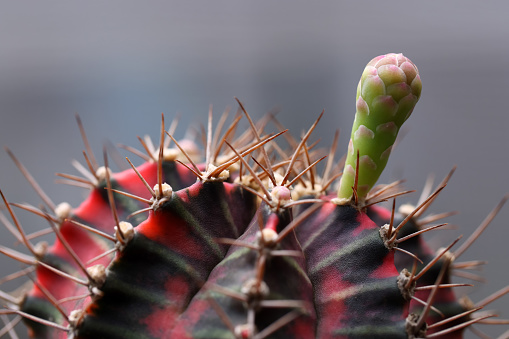 Gymnocalycium  mihanovichii flower buds blossom in garden.  Cactus succulent plant from desert with copyspace.color vintage style.