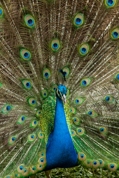 istock Nature - A beautiful male peacock with an open tail. 1316262866