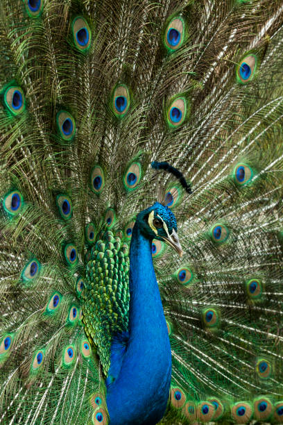 istock Nature - A beautiful male peacock with an open tail. 1316263080