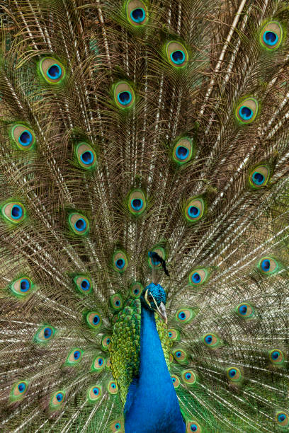 istock Nature - A beautiful male peacock with an open tail. 1316263093
