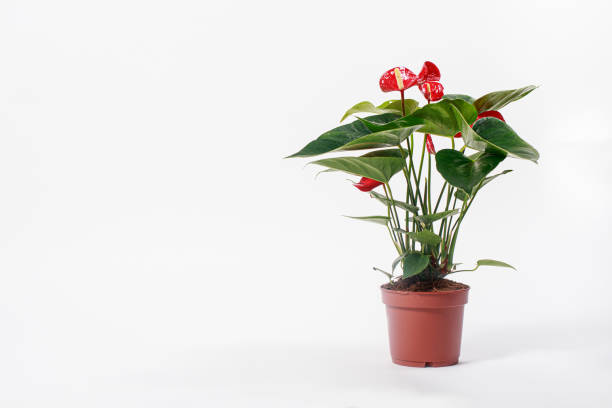 istock Red Anthurium flower in a pot on a white background isolate. 1316263210