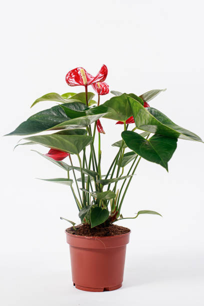 istock Red Anthurium flower in a pot on a white background isolate. 1316263221