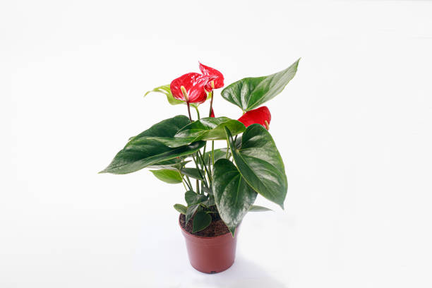 istock Red Anthurium flower in a pot on a white background. 1316263256