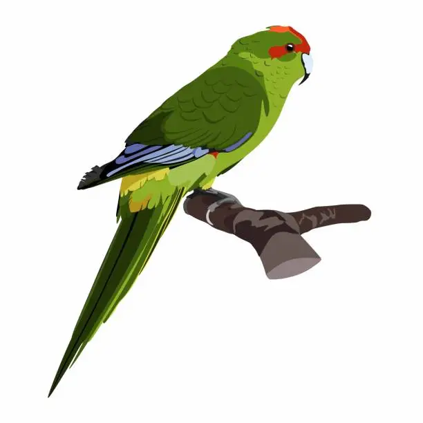 Vector illustration of Realistic  beautiful exotic tropical birds: macaw, parrot bird isolated on white background.