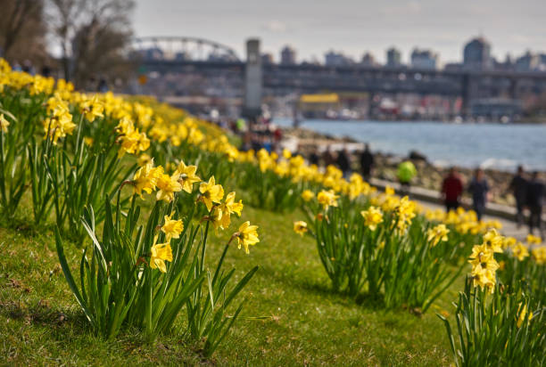 Vancouver West End Daffodils British Columbia Daffodils near the beach on a sunny, spring day. Vancouver, British Columbia, Canada. beach english bay vancouver skyline stock pictures, royalty-free photos & images